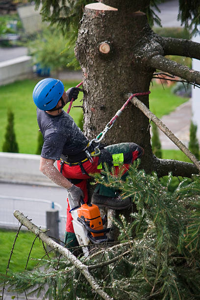 Best Tree Disease Treatment  in Hales Corners, WI